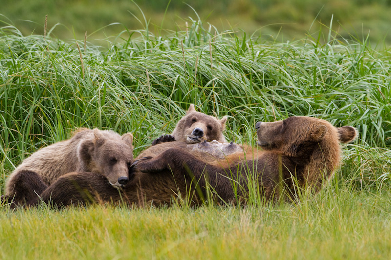 Grizzly Bear Cubs Napping After Nursing
